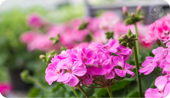 Widok rozkwitniętych pelargonii